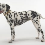 Dalmatian shows a trim waist. If you run your hands along your dog's sides and can't feel her ribs, it's time to put your overweight dog on a diet.