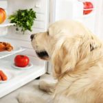 toxic foods for dogs