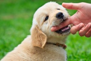 Labrador puppy bites finger. Puppy control bite: React quickly to help your puppy learn.