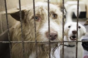 Sad dogs wait at shelter. Spaying, neutering helps reduce unplanned breeding.