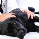 Vet treats black Labrador retriever. Prescription medication danger: Keep all medications out of dog's reach. If you suspect your dog has consumed prescription medications, contact your vet.