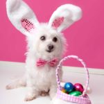 easter foods dangerous to dogs