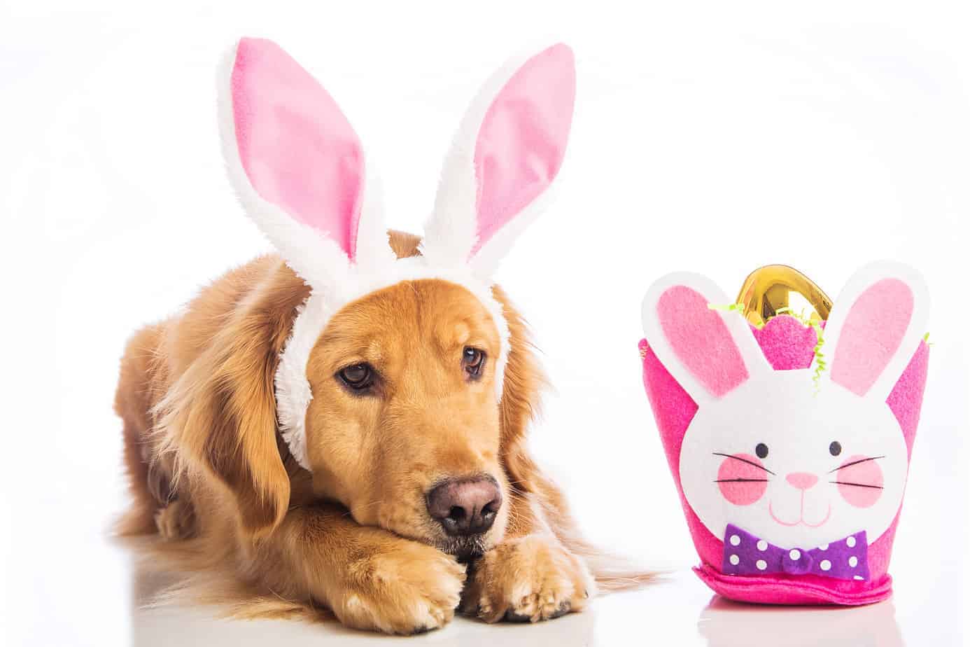 Sad golden retriever worries about Easter foods dangerous for dogs