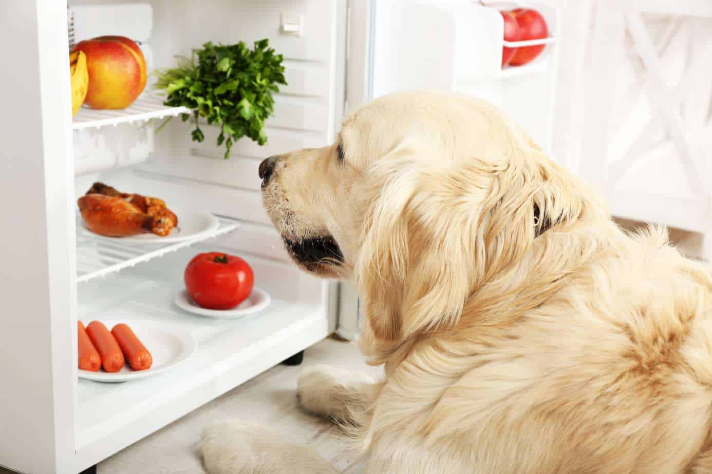 Do research before feeding people food to your dog.