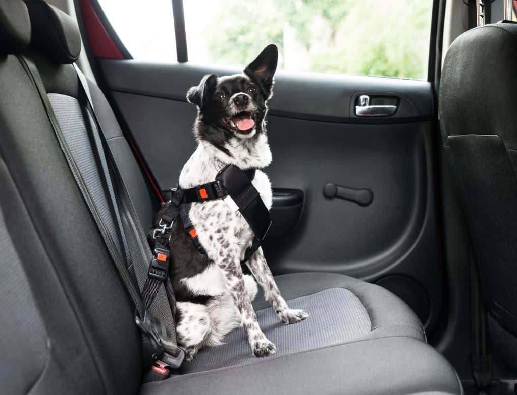 Use a dog safety harness to ensure a dog-friendly road trip