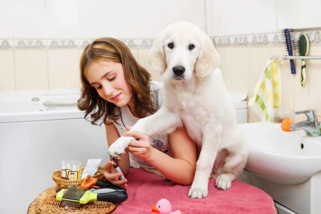 Pamper your dog with a trip to a luxury dog spa.