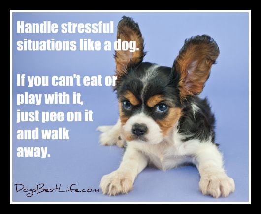 Handles stressful situations like a dog