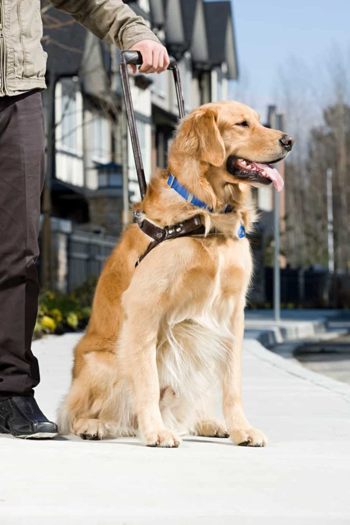 Unlike emotional support pets, service dogs are individually trained to perform tasks such as lead people who are blind.