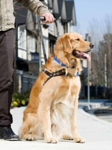 Service dog: Critical to keep the dog healthy with proper care