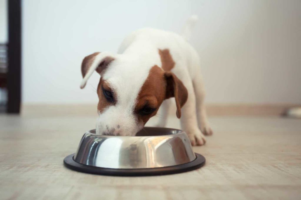 Jack Russell terrier puppy eats out of metal bowl. Beware dog food dangers