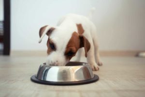 puppy eats out of metal bowl. Beware dog food dangers
