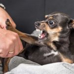 dog aggression