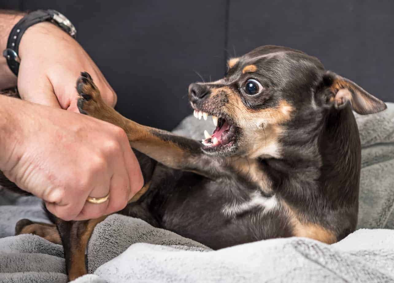 Photo illustration of dog snap. Understand the dog snap. Dogs snap at adults and children when startled by how they are approached. They snap because they feel threatened.