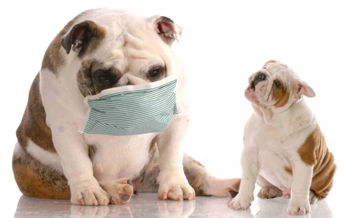 dog flu