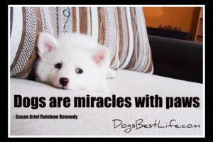miracles with paws