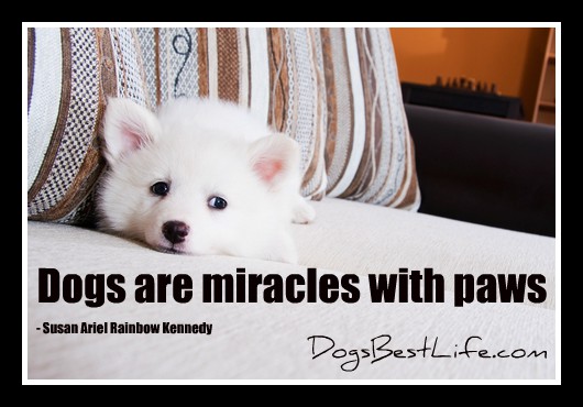 Dogs are miracles with paws