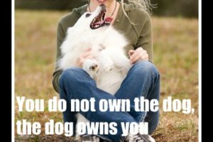 the dog owns you
