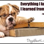 learned from dogs