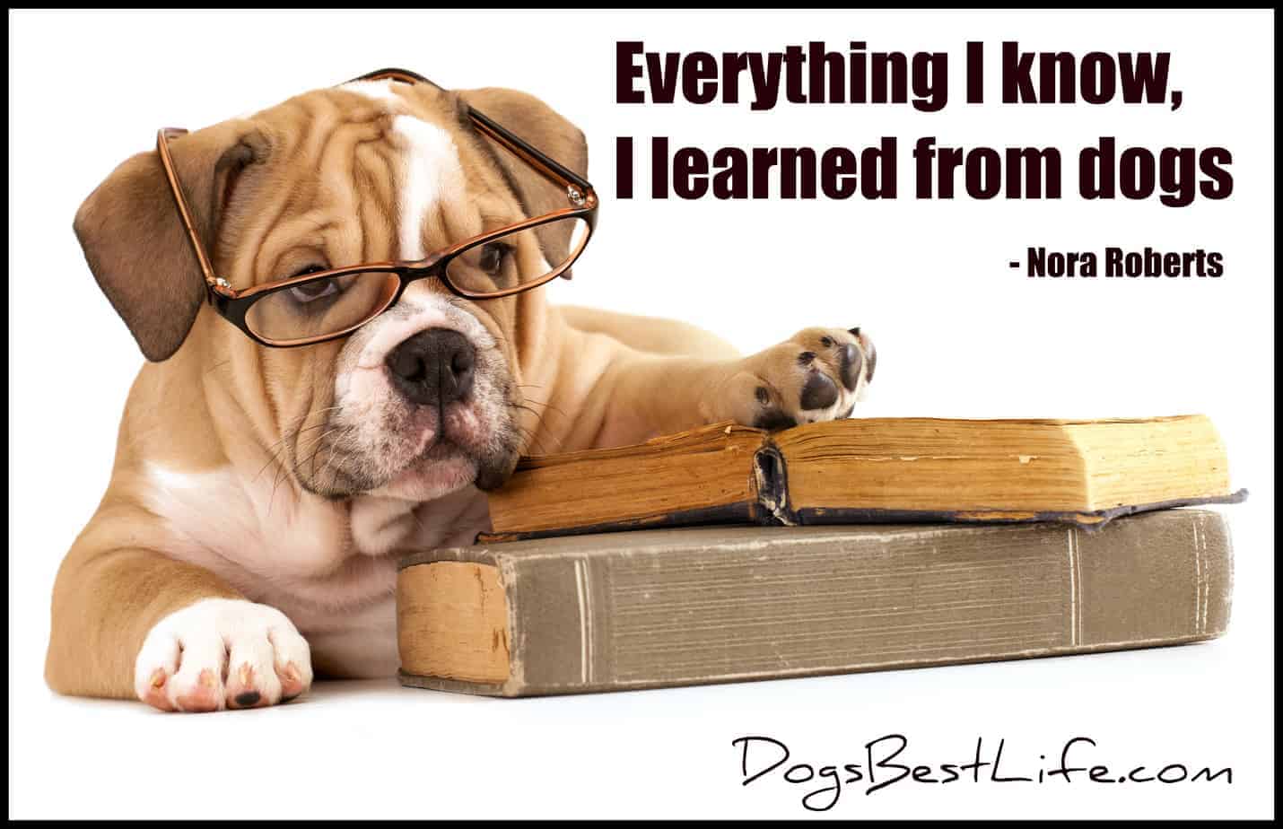 learned from dogs 