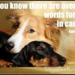 300 words for love in canine