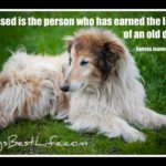 blessed is the person who has earned the love of an old dog