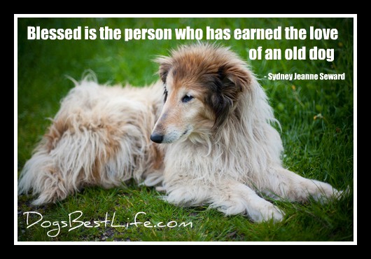 blessed is the person who has earned the love of an old dog