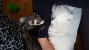 Can dogs and ferrets get along? The short answer is yes. And the long answer is yes, but with a lot of work, training, and supervision.