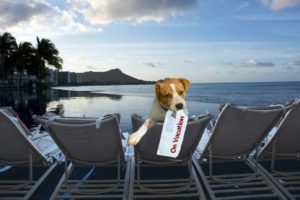 dog-friendly travel cities