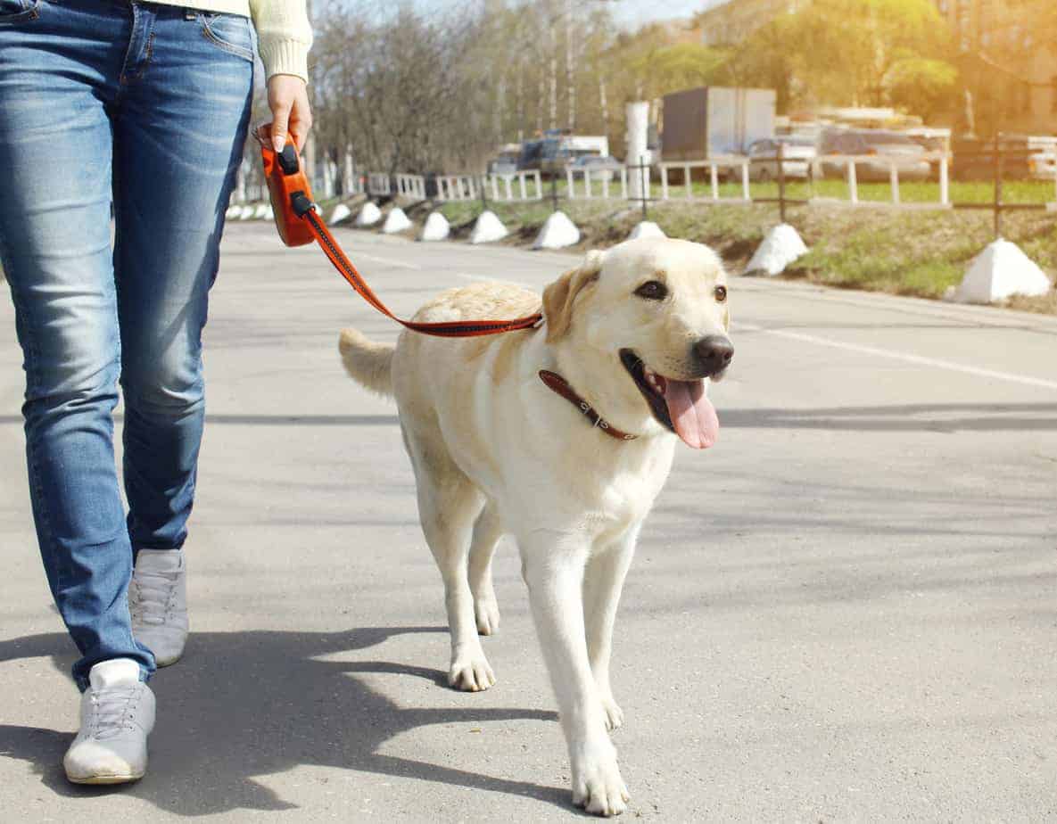 Woman walks a Labrador, which is a biddable dog.