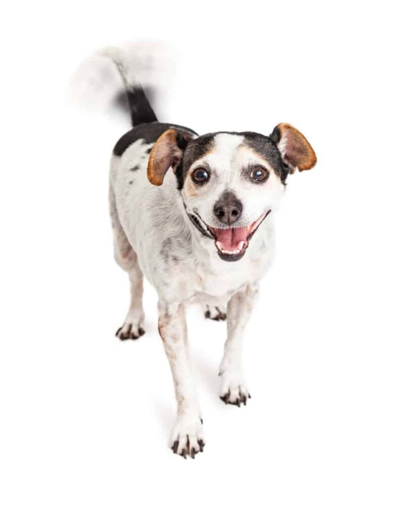 dog tail