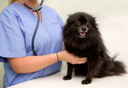 Female vet checks black dog for signs of health problems after dog experiences excessive thirst, which can indicate Cushing's disease.