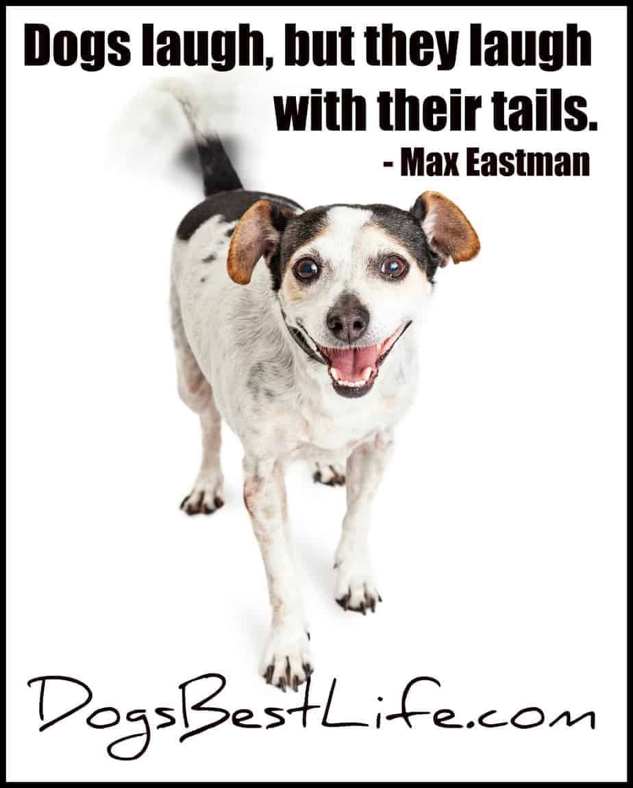dogs laugh with tails