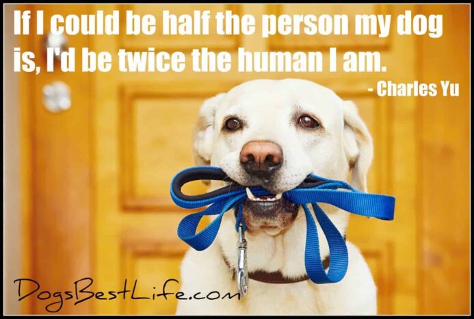 Dog inspiration: If I could be half the person my dog is …