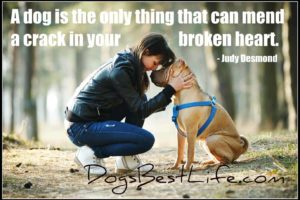 dogs mend crack in broken heart