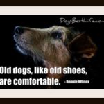 old dogs are comfortable