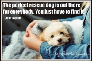 perfect rescue dog