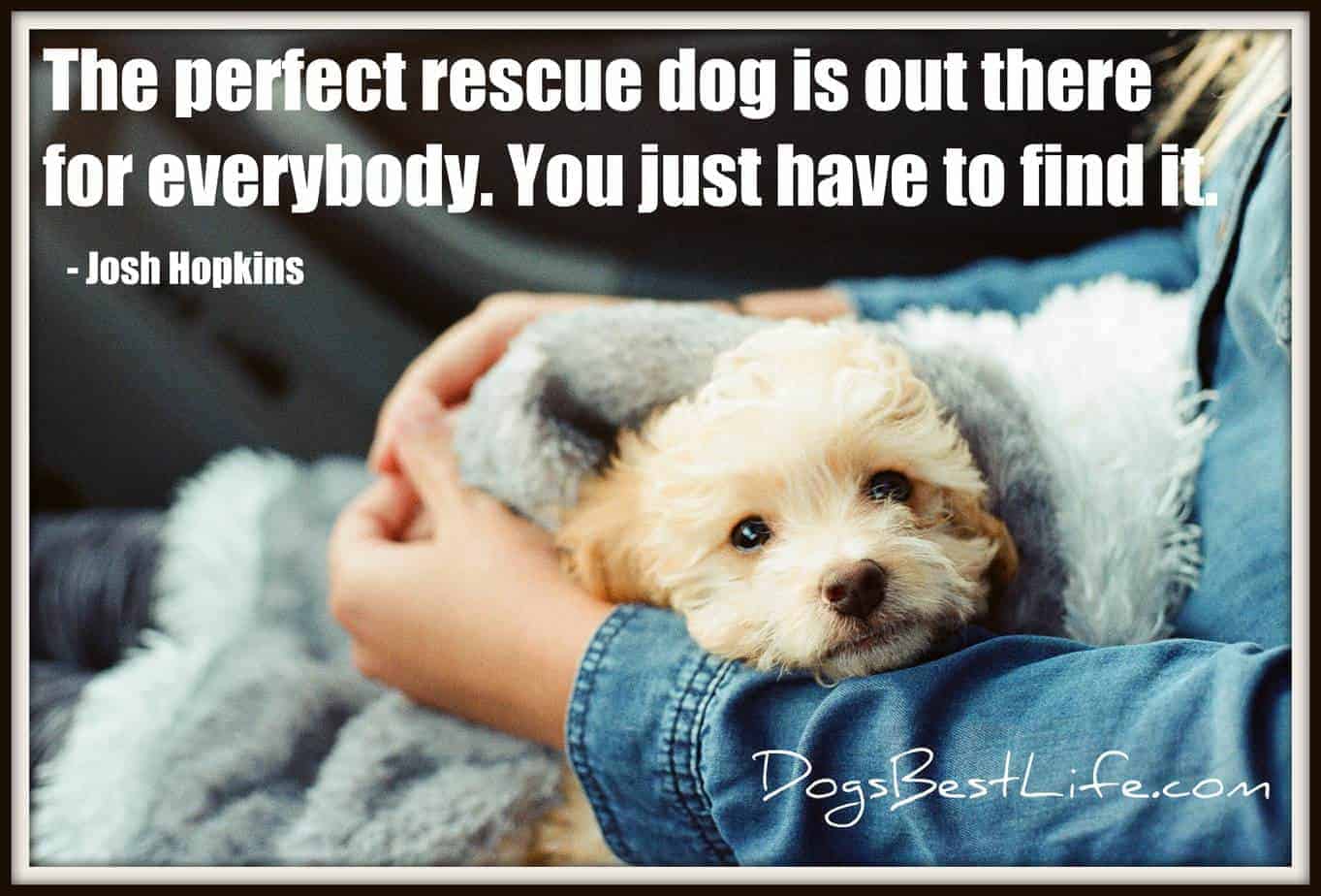 perfect rescue dog 