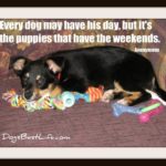 puppies have the weekends