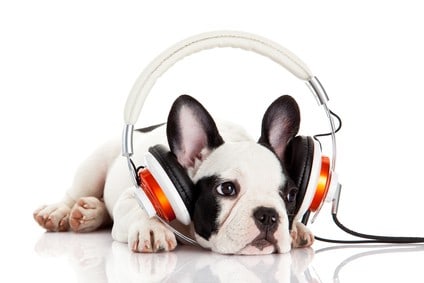 use music to soothe dog separation anxiety