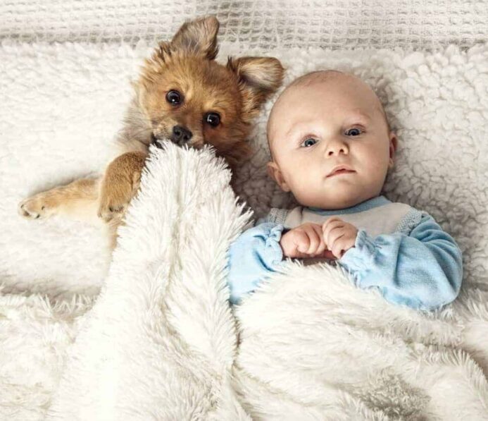 Pairing babies and puppies early benefit children by learning compassion and responsibility and boosting their immune system. Puppy and baby cuddle. Illustration for babies and puppies post.
