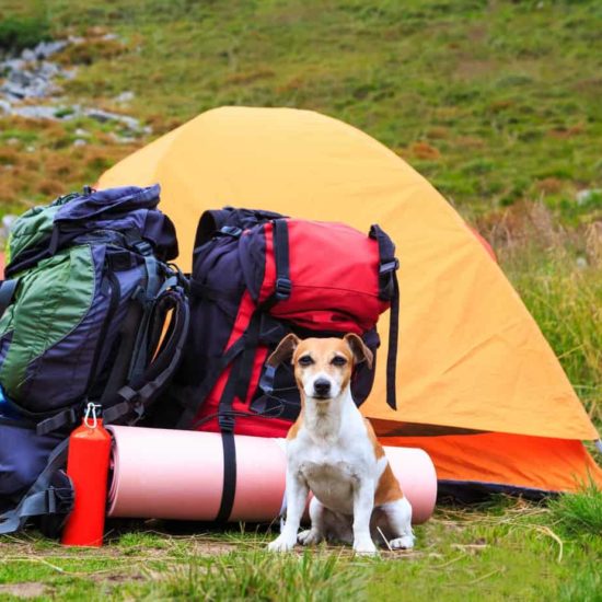 Car camping with your dog Don't all of your dog's