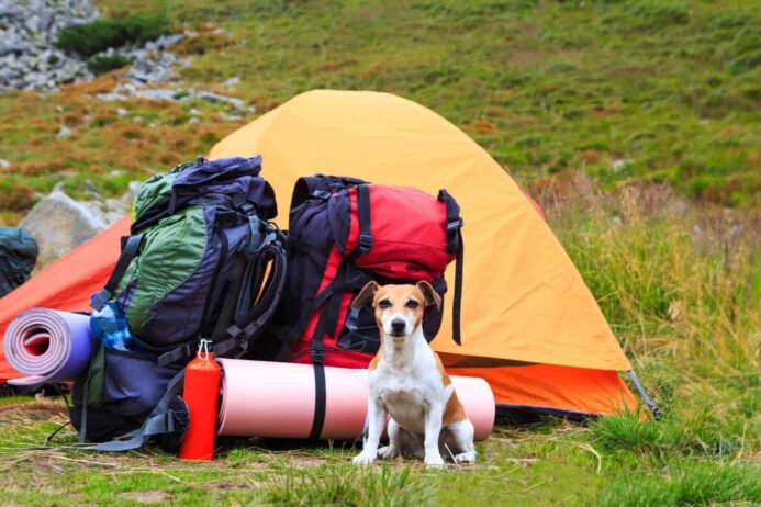 dog camping safety guide