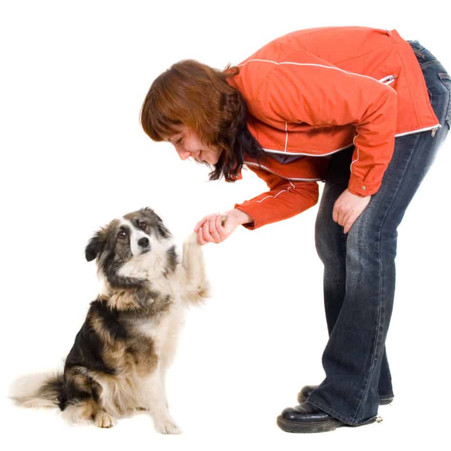 Crate training for puppies: Use this comprehensive guide - Crate Training A Puppy With Loyalty Companion Issues
