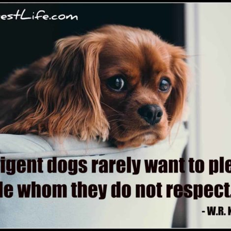 Dog inspiratons: Find a collection of inspiring dog quotes and images
