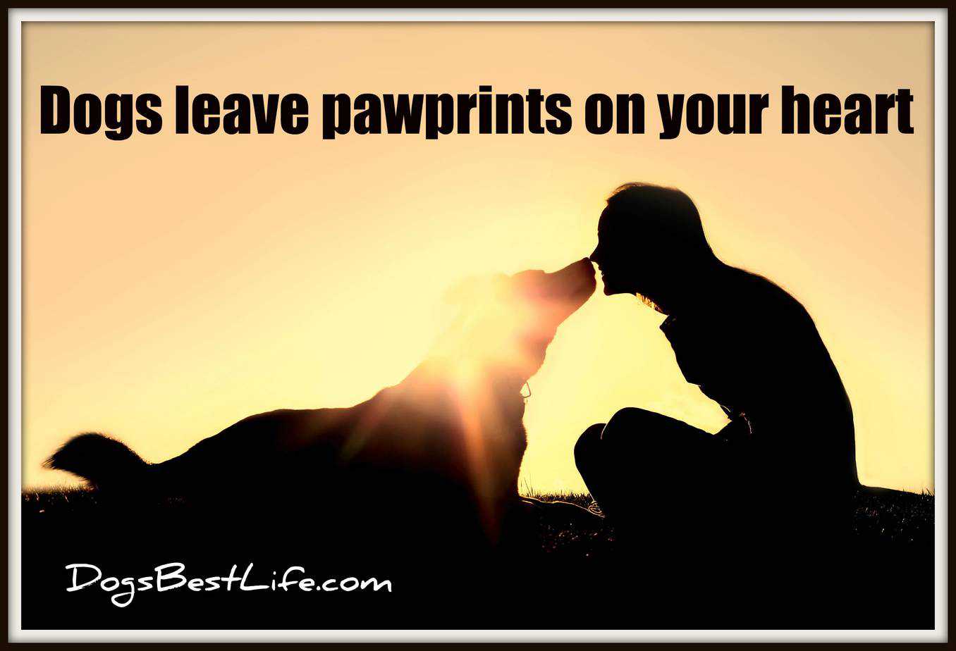 dogs leave pawprints on your heart 