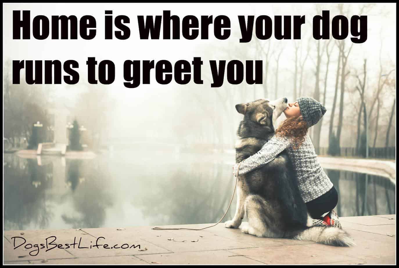 Home is where your dog runs to greet you