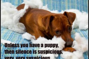 silence is suspicious