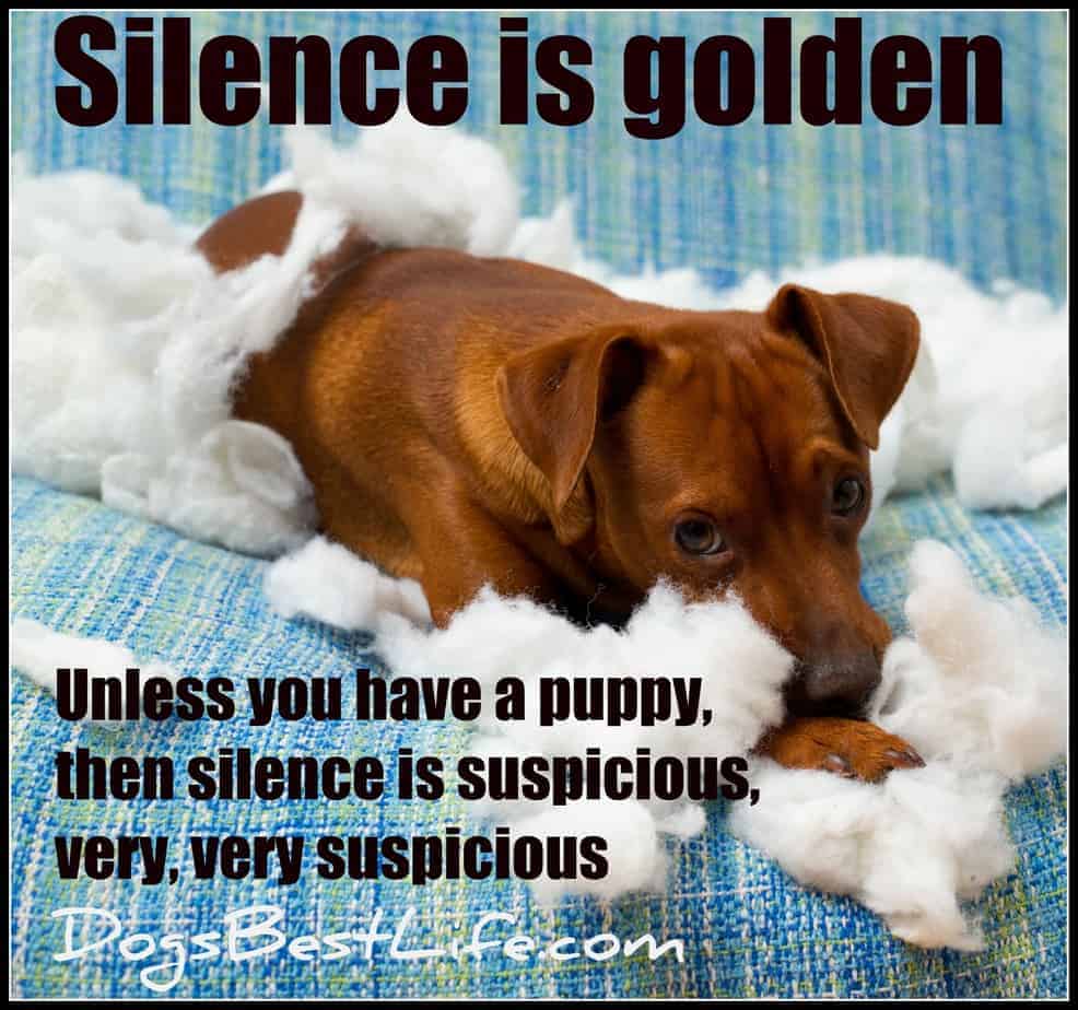 silence is suspicious 