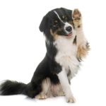 Tricolor Australian shepherd in front of white background. Take steps to stop dog pawing.