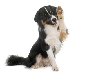 Tricolor Australian shepherd in front of white background. Take steps to stop dog pawing.